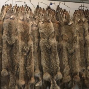 A bunch of animal skins hanging up in a room