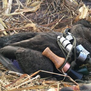 A bird with a camera strapped to its back laying on the ground.